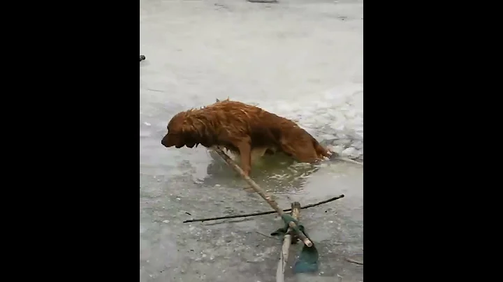 dog is human best and most loyal friend ❤️ - DayDayNews