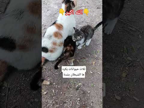 ثلاث حيوانات يكرهه الشيطان بشدة اكسبلور الشيطان والحيوانات حيوانات مكروهة لديه تحذير من الشيطان