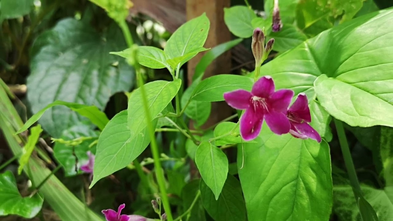 GodPlanted.com | Wood Asystasia (Asystasia nemorum) | This is a Subspecies of Asystasia gangetica