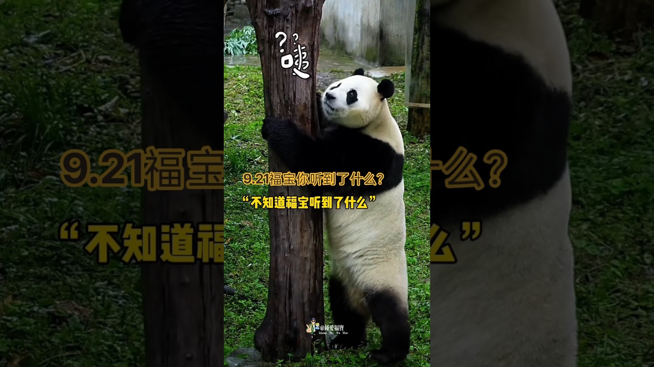 9.21福宝今天状态很好，一上午都在巡场，谢奶爸加餐福宝胃口也特别好#푸바오 #福宝 #Fubao #판다 #panda #바오패밀리 #宝家族 #판다이야기 #熊猫故事 #everlandpanda