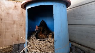 암탉이 오리병아리를 부화시켜서 집을 옮겨줬어요 / A hen hatched baby ducks and moved their home 🐣