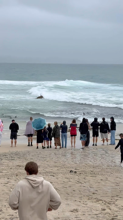 Sharks Galore Snapper Rocks