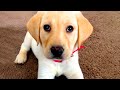 Cute Silly Dog Bloopers | Funny Pet Videos