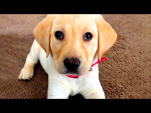 Cute Silly Dog Bloopers | Funny Pet Videos