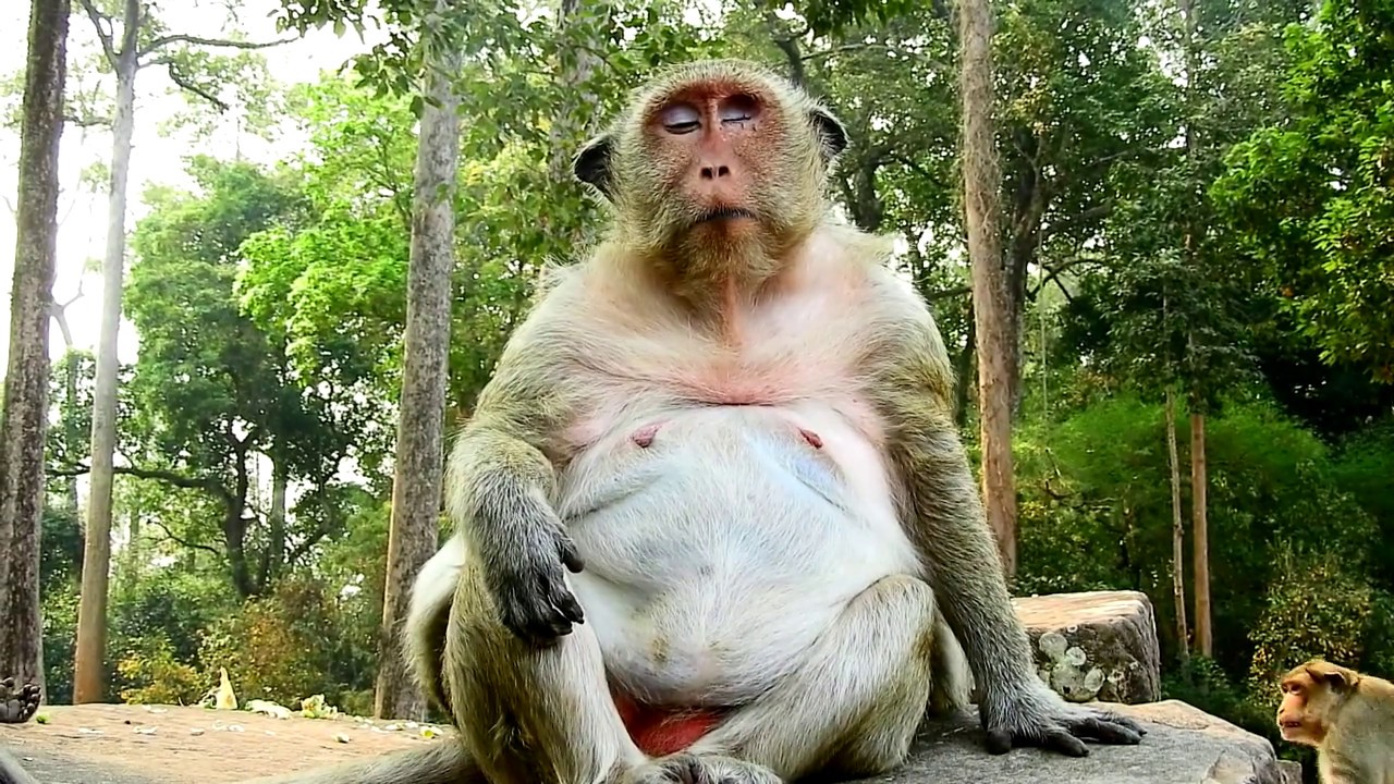 giving birth after bleeding Pooor Lady monkey heavy big pregnant/ baby moving up and down mom staying calm
