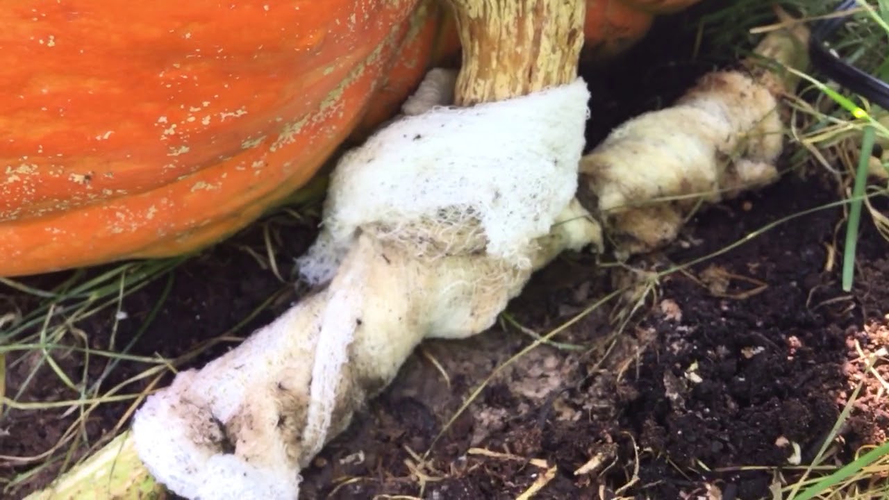Big Max Pumpkin Update August 25th, 2018 - YouTube