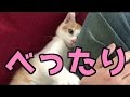 【衝撃】来て２日で飼い主にデレデレの捨て子猫！！【コメ返し】