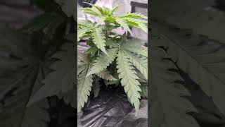 King's Juice(Day 26) Pine Auto(Day 48) #buildasoil #homegrown #livingsoil #reggae #nodispensaries