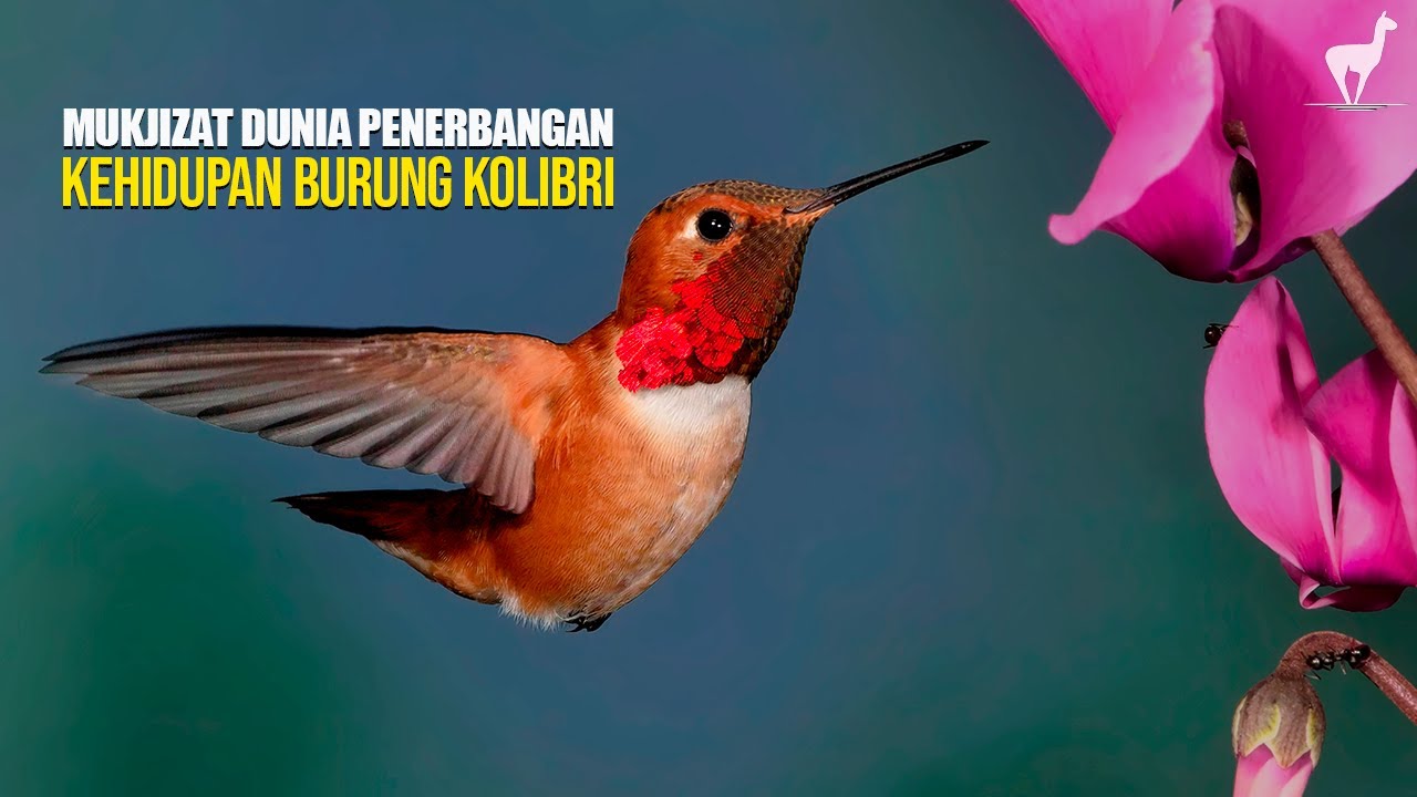 Burung Kolibri: Mukjizat Dunia Penerbangan, Hewan Mini dengan Teknologi Alami Super Canggih