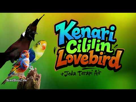 TEMBAKAN TAJAM!! MASTERAN BURUNG SATU JALUR + JEDA TERAPI AIR 100% CEPAT MASUK!!