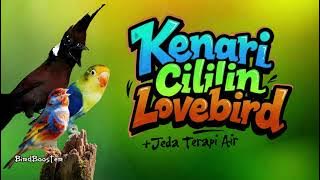 TEMBAKAN TAJAM!! MASTERAN BURUNG SATU JALUR JEDA TERAPI AIR 100% CEPAT MASUK!!