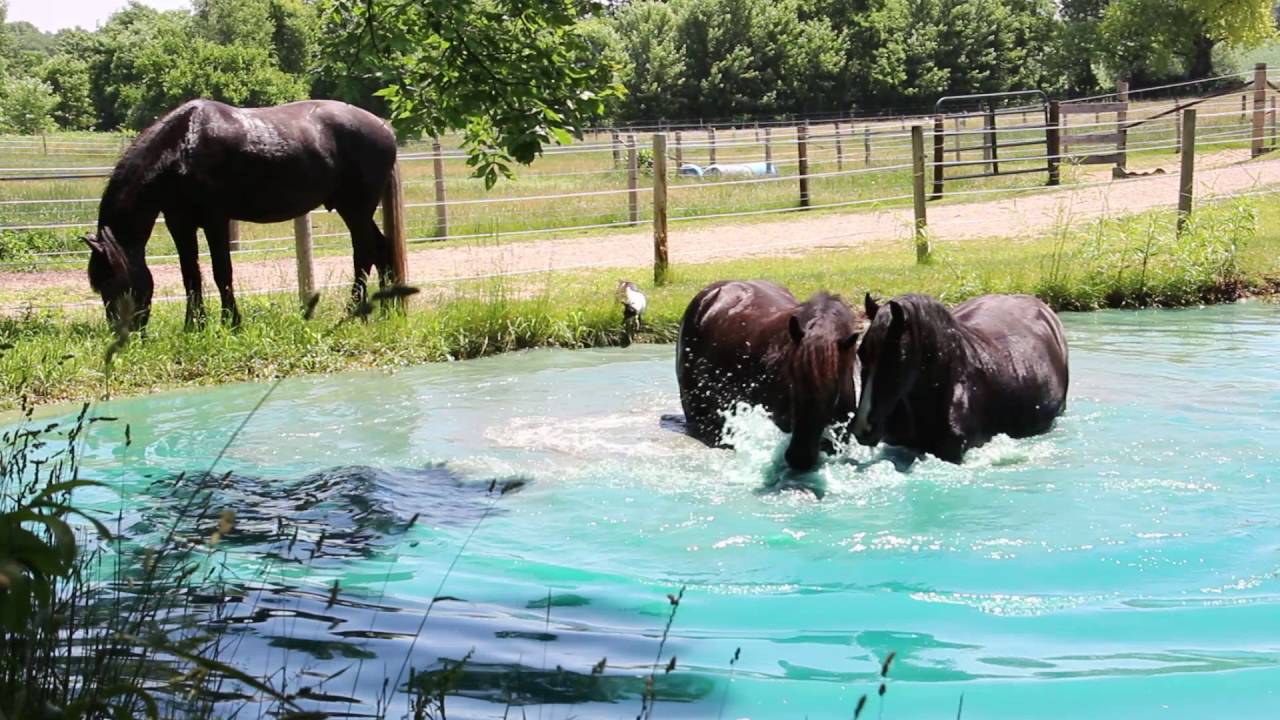 Horses playing in water YouTube