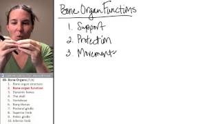 Bone Organs 2- Bone organ function