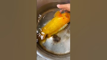 Cá Rô đột biến vàng đẹp! #ĐộcLạ #ĐộtBiến #giathuysan #Shorts