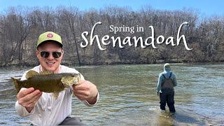 Shenandoah River Wade Fishing & Cabin Experience!