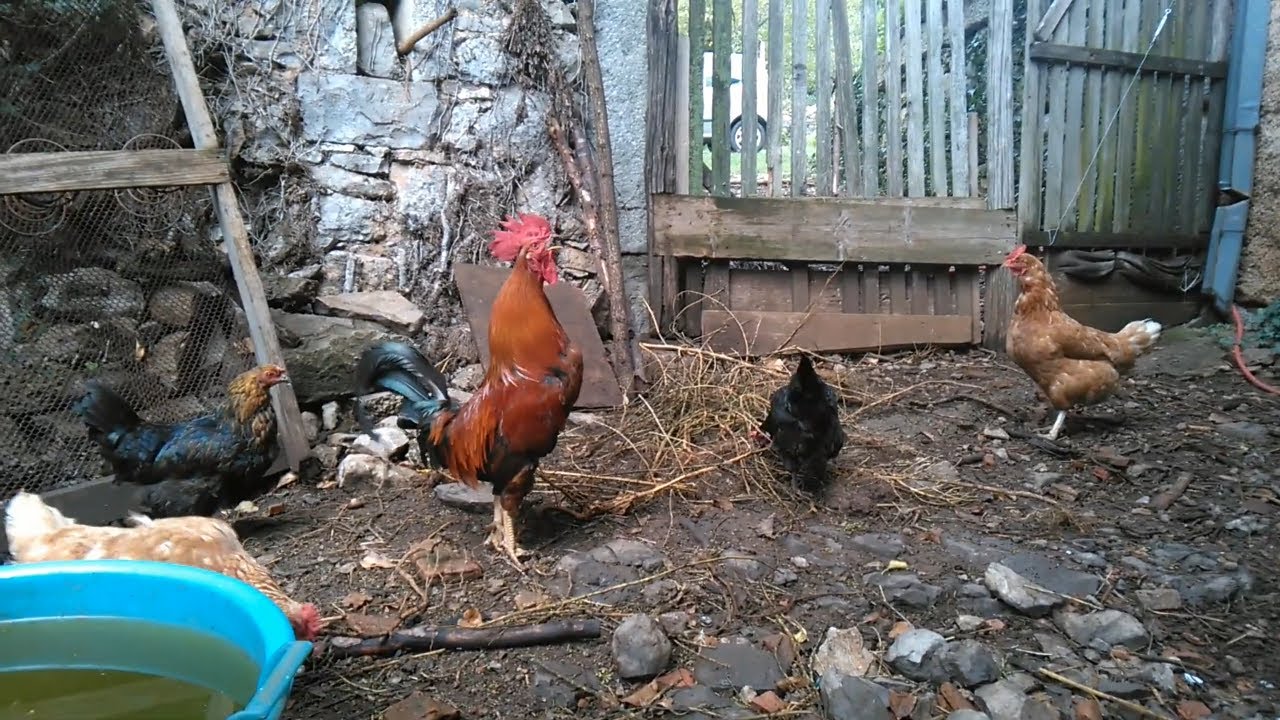 Meet one of the First Roosters I Had - Rooster Crowing Non-Stop