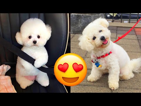 Bichon Frise — Cute And Adorable Videos And Tik Toks Compilation