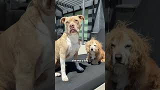 Ronnie Stanley Wins Over His Date With A Game Of Dodo Playbook | The Dodo