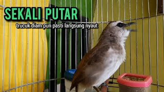 trucukan gacor ROPEL PANJANG buat pancingan trucukan agar bunyi JADIKAN burung trucuk gacor NYAUT