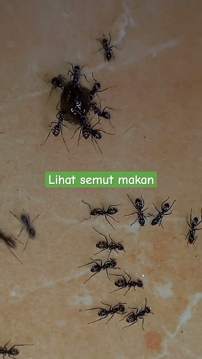 Semut hitam #youtubeshorts #semut #viral