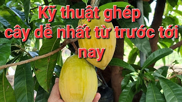 ghép cây lêkima @vusuahoangkim