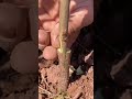 طريقة التطعيم بالاقلام في المنزل Shorts