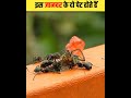 इस जानवर के एक नहीं दो पेट होते हैं || Amazing Facts ||Interesting facts || Facts ||#shorts