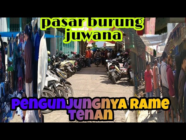 grebek.. pasar burung juwana mingguan dibulan ramadhan.ramene poll class=