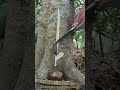 ゴムの樹液採取：プランテーションの木からラテックスを収穫する