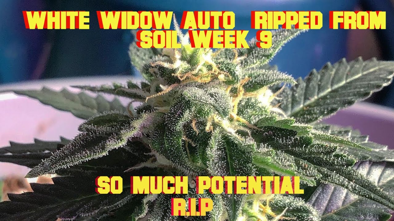 Time to kill the White Widow Auto |Week 9