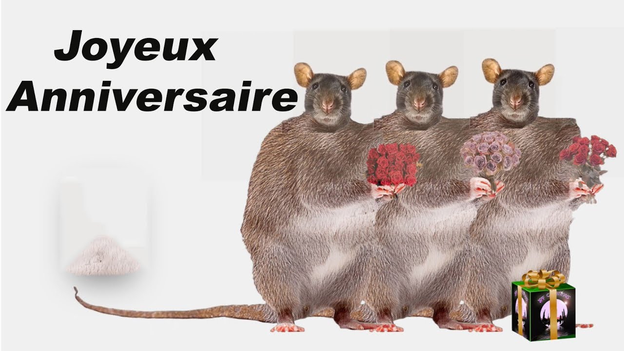 Joyeux Anniversaire Chante Par 3 Rats Youtube