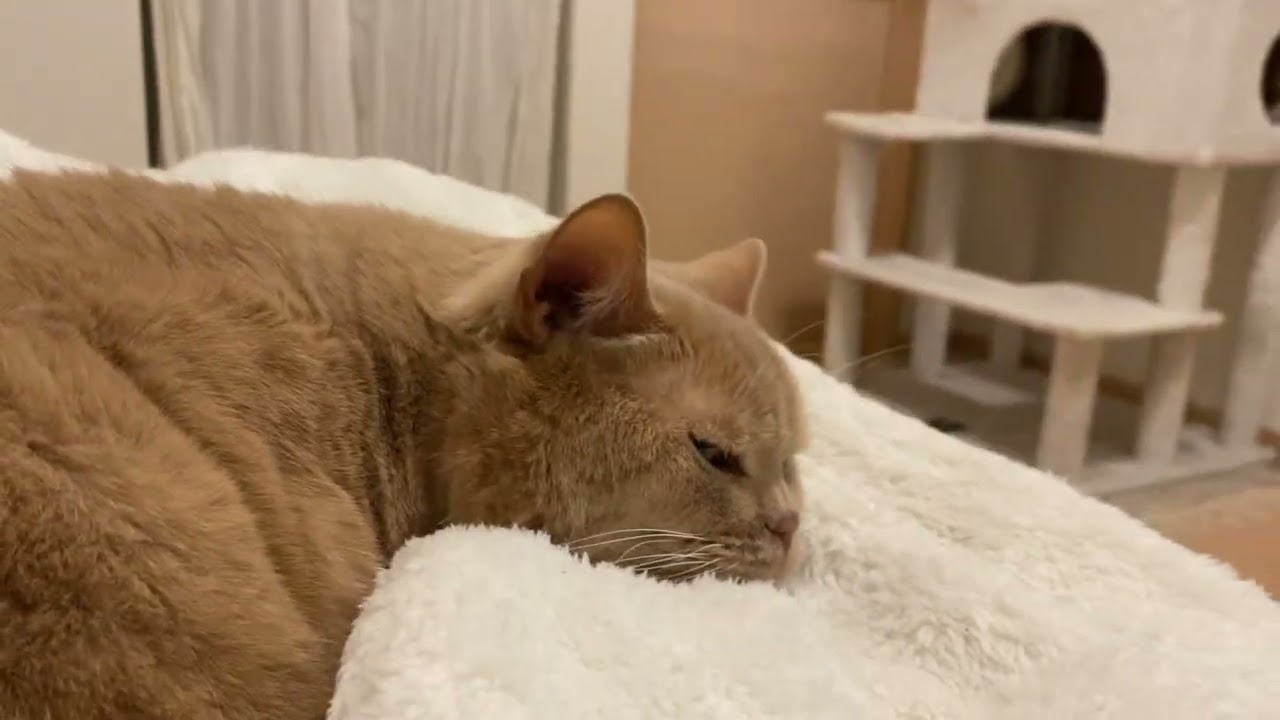 ミルクはクッションでカイは膝の上で寝る