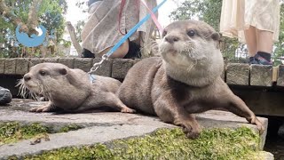 Otter Boys Frightened by Girls' Fight