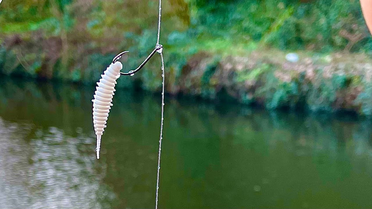 Micro Dropshotting for Canal Perch! 