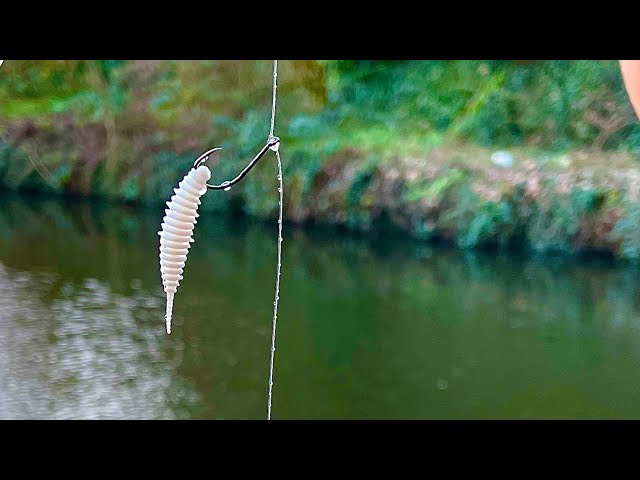 Micro Dropshotting for Canal Perch! 