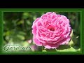 Restoration Rose | Volunteer Gardener