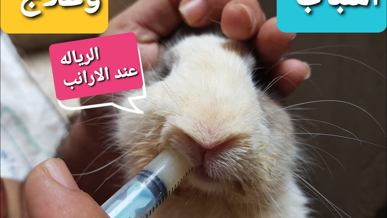 مشكلة كبيرة عند الأرانب الريالة والبل تحت العنق الأسباب والعلاج منه2021
