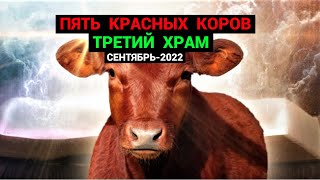 Пять Красных Коров -Третий Храм (сентябрь-2022)