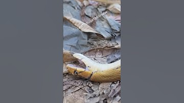 Vở kịch quen thuộc của loài rắn hung dữ