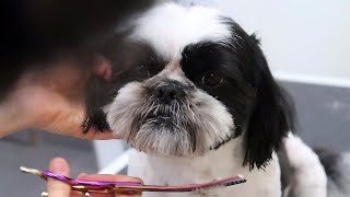 Shih Tzu grooming