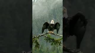 Eagle @CrisSunLife  #animals #nature