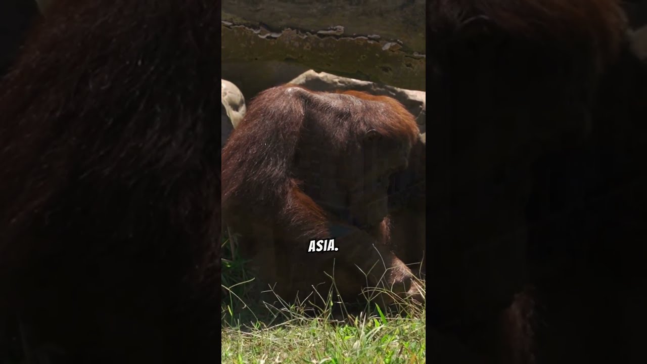 Saving Lions from Extinction in Asia - A Conservation Crisis! 