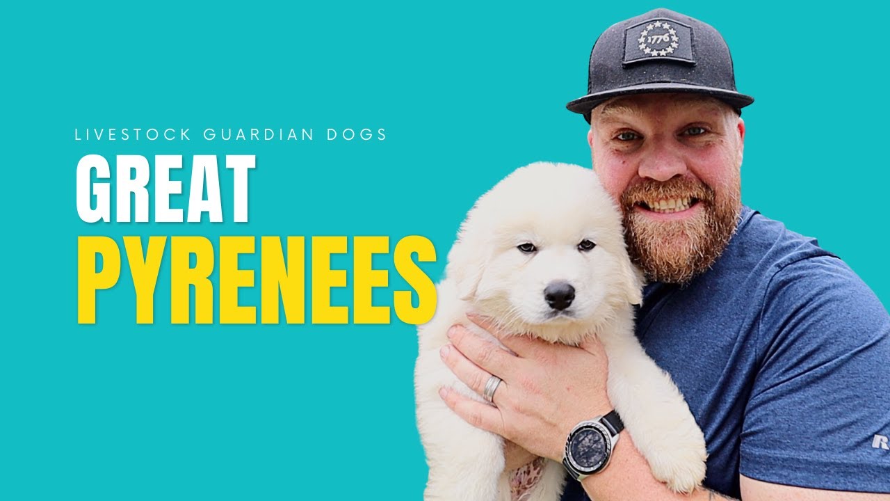 Great Pyrenees and Livestock: The Benefits of Having a Pyr as a Livestock Guardian