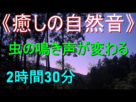 《癒しの自然音》1分ごとに虫の鳴き声が変わる、虫が鳴く静かな夏の夜【安らぎ・睡眠・勉強】