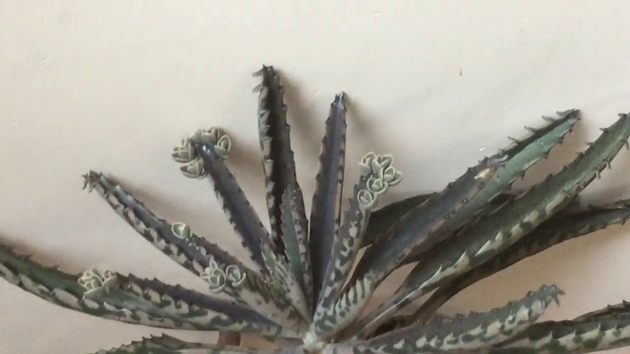 That's #Awesome! But it is a noxious #weed! (Mother of thousands/Devil's backbone )