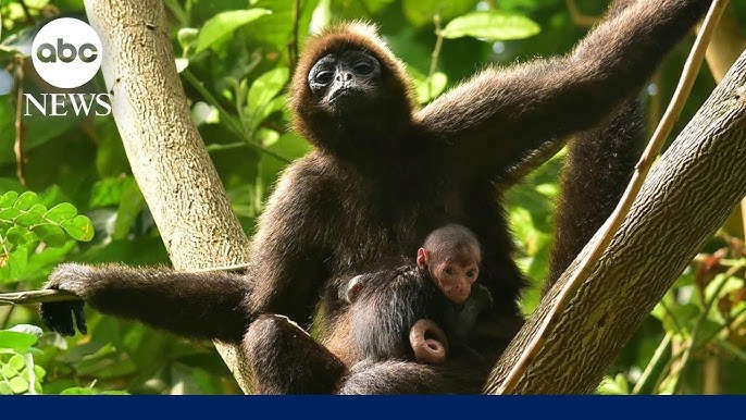 Spider Monkey Birth Documented In The Wild For 1st Time