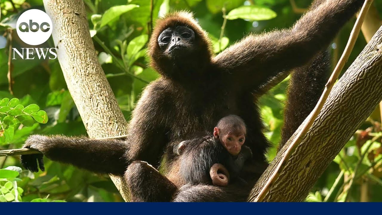 Spider monkey birth documented in the wild for 1st time