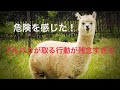 大人気アルパカ　危険を感じた時にとる行動が残念すぎる　ぴえん過ぎる生き物紹介　動物雑学
