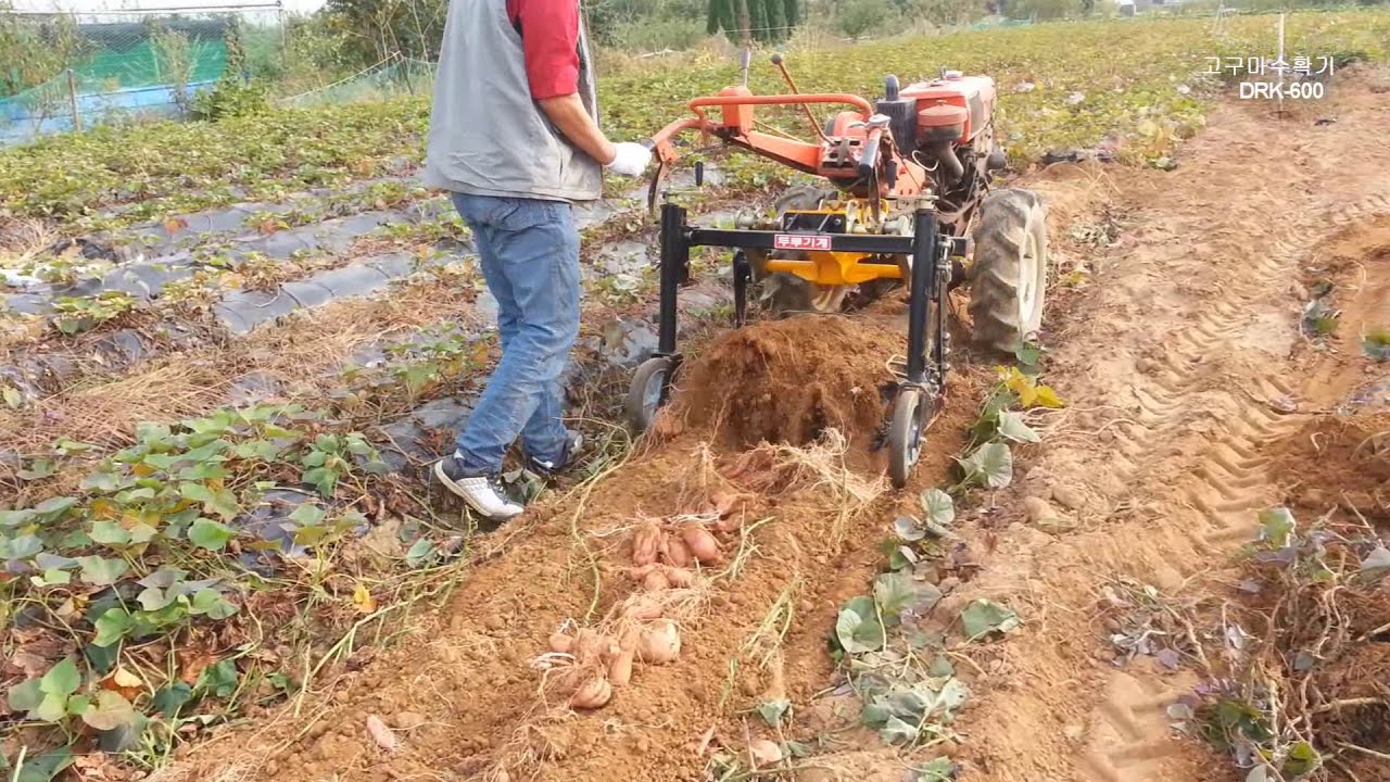 두루기계 고구마수확기 Drk-600 / 경운기용 고구마수확기, 땅속작물수확기, 경운기용 땅속작물수확기 (두루기계  041-546-8421) - Youtube