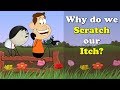 Why do we Scratch our Itch? + more videos | #aumsum #kids #science #education #children